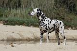 DALMATIEN 274